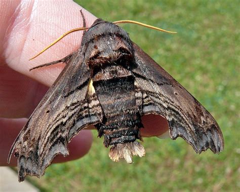 Abbott S Sphinx Moth Identification Life Cycle Facts Pictures