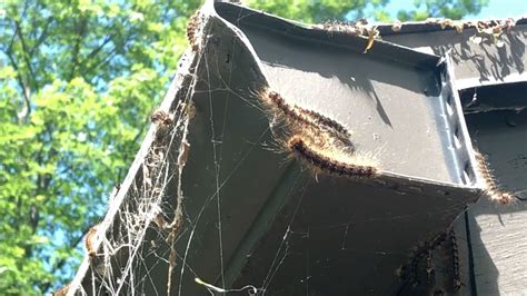 Gypsy Moths Damage Onanda Park In Canandaigua Ny