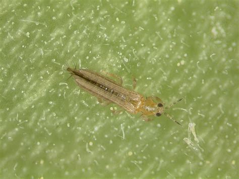 Thrips Identify And Get Rid Of Thrips Control Garden Pests The Old