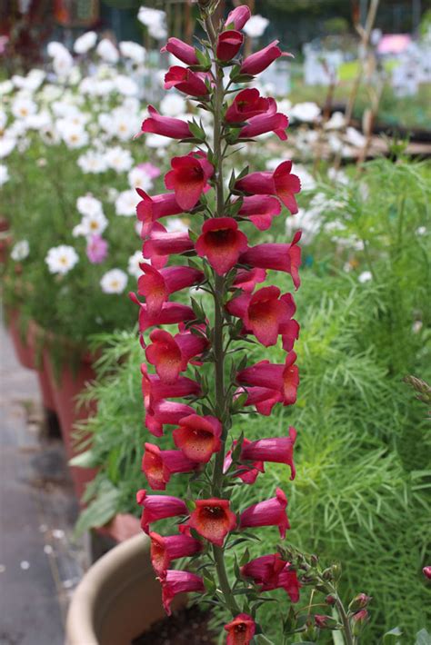 Digiplexis 'Illumination Raspberry' - Buy Online at Annie ...