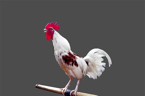 Laughing Chicken | Ayam Ketawa The Laughing Chicken