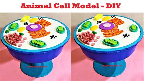 How To Make An Animal Cell Model 3d Science Project Diy
