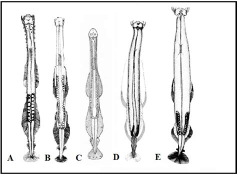 A General Morphology Of Chaetognaths From Mc Lelland 1989 B View