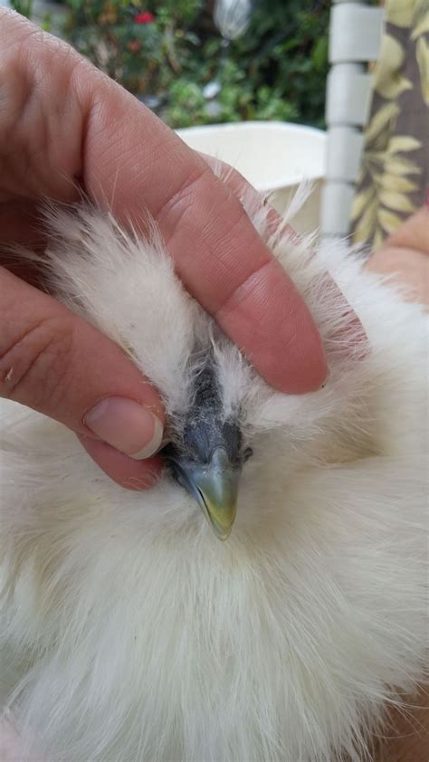 Silkie Sexing 3 Months BackYard Chickens Learn How To Raise Chickens