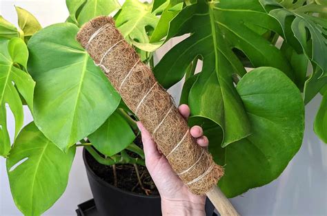 Four Signs That It May Be Time To Stake Your Monstera Deliciosa The