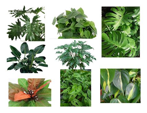 Plant Of The Month Philodendron Moore Park Plantscapes