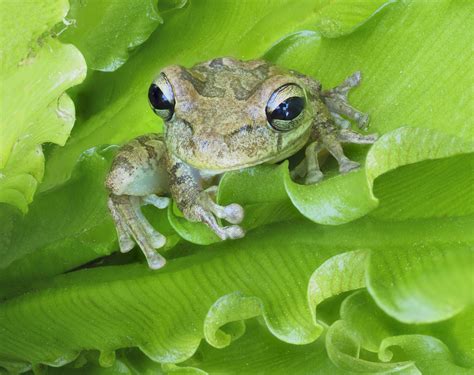 The Invasive Cuban Tree Frog Gives Jamaicans The Jitters But It S A