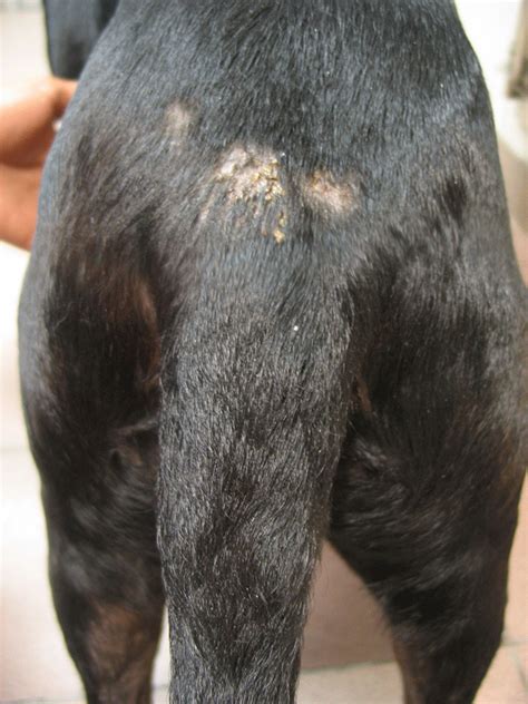 Canine Acral Lick Dermatitis Clinicians Brief