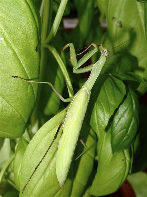 Free Images Nature Growth Leaf Flower Bean Ripe Foliage Food