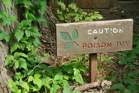 Poison Ivy Treatment Baking Soda