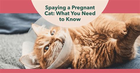Factors To Consider When Deciding To Spay A Pregnant Cat Beaconpet