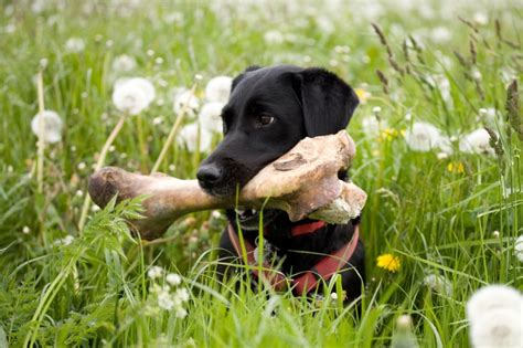 My dog had pups 6 days ago. Give a Dog a Bone (But Make Sure it's Safe First!) - The ...
