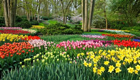 Private Day Trip And Tour To Keukenhof Gardens Nordic Experience
