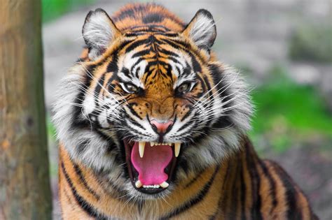90 Angry Tiger Eyes Wallpapers
