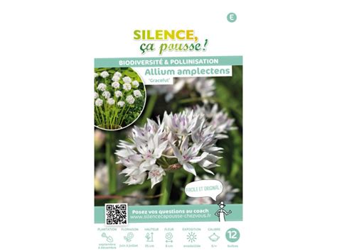 Allium Amplectens Graceful Silence A Pousse