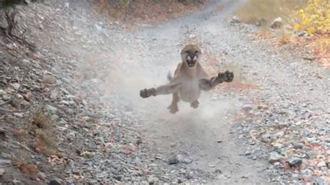 An Angry Cougar Follows Man Walking Backwards On Trail For Six Minutes
