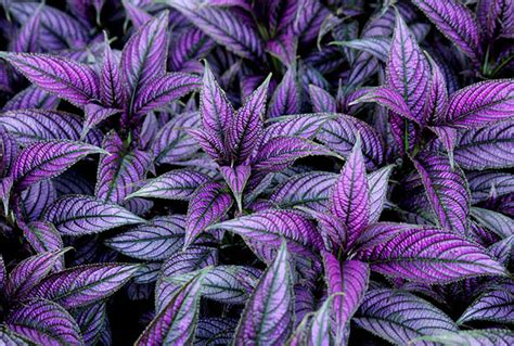 25 Gorgeous Shade Tolerant Plants That Will Bring Your Shaded Garden