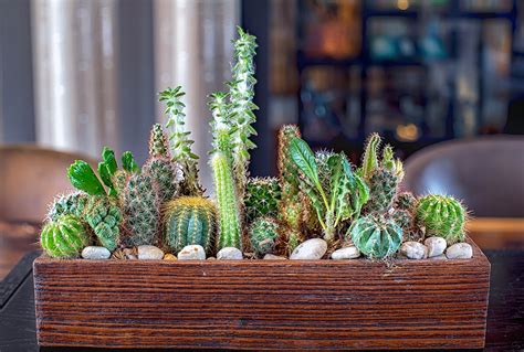 Growing And Caring For Succulents Indoors Kellogg Garden Organics™