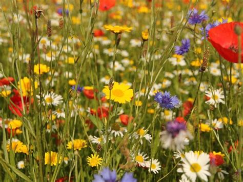 A Wildflower Garden In Your Backyard Gardening Know How