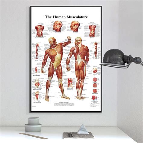 Muscle System Posters Silk Cloth Anatomy Chart Human Body School