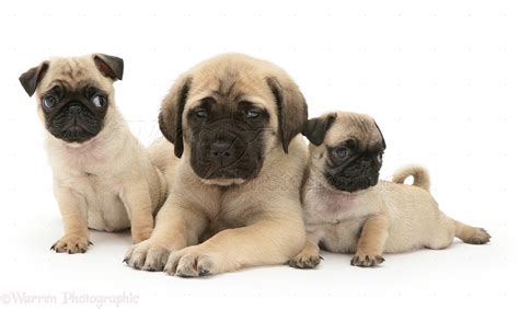 Dogs Fawn Pug Pups With Fawn English Mastiff Pup Photo Wp11661