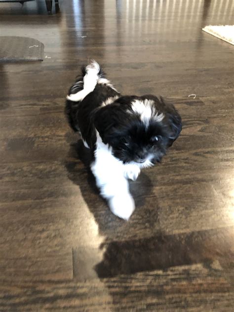 6332 turret dr colorado springs co 80918 Shih Tzu Puppies For Sale | Colorado Springs, CO #331548