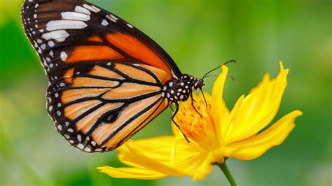 Monarch Butterfly On Flower Close Up Best Hd Wallpapers