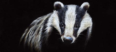 Badger Art Canvas Prints And Wall Art Icanvas