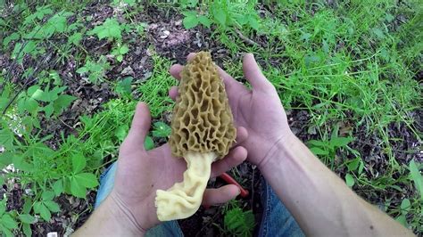 11 Lbs Of Wisconsin River Morel Mushrooms Youtube
