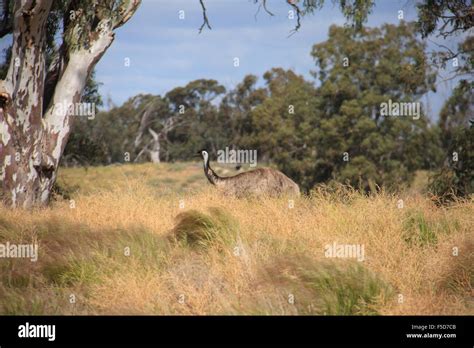 Wild Emu In The Australian Outback Roam Free Stock Photo Alamy