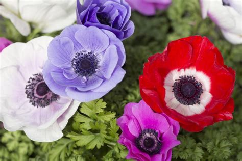 Anemone Care How To Grow And Harvest Anemones