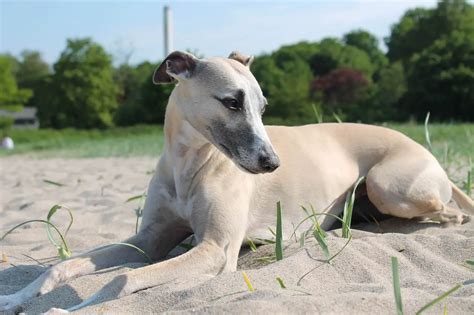 Whippet Italian Greyhound Mix A Stunning Dog Whippetcentral