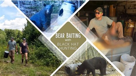 Bear Baiting In Northern Maine With Black Hat Hunting Llc Maine Black