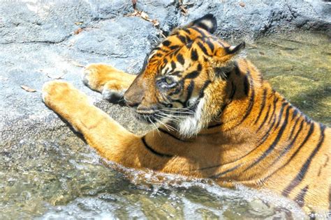 Bengalia Tygrys Obok Wodnego Strumienia Zdj Cie Stock Obraz Z O Onej