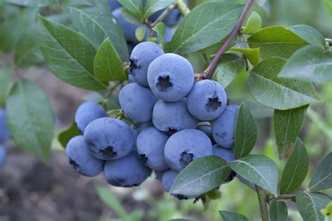 How To Grow Sweet Blueberries 5 Factors To Consider Farmer Grows