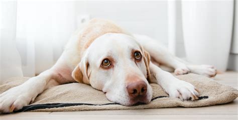 Tratamiento para la artrosis en perros: cuidados esenciales - Adios Mascota