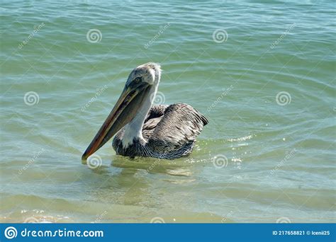 Brown Pelican Eating Fish In The Bay Stock Image Image Of Tortuga