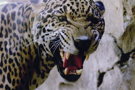Jaguar Scary Kitty Maria Siero Flickr