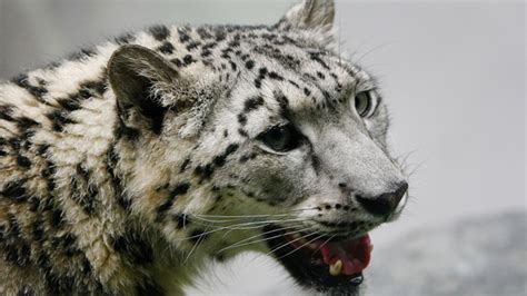 Rare Snow Leopards Found In Afghanistan Environment News Al Jazeera