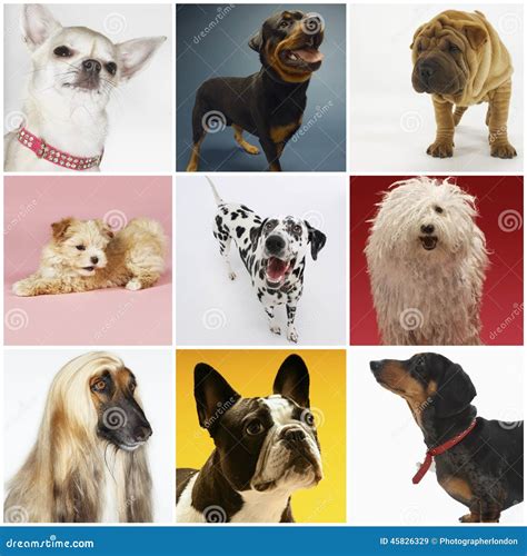Collage Of Various Pet Dogs Stock Image Image Of Background