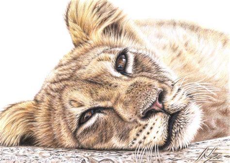Weitere ideen zu löwe zeichnen, löwen zeichnung, löwin tattoo. Digitaldruck - Junger Löwe - Bild Löwe Großkatze ...