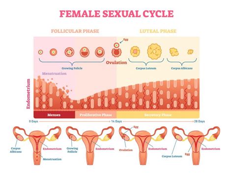 El Sistema Reproductor Femenino Periodo Menstrual Images And Photos
