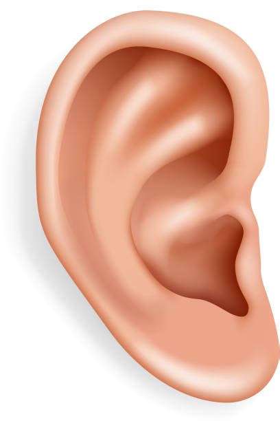 Human Ear Stock Photos Pictures And Royalty Free Images Istock