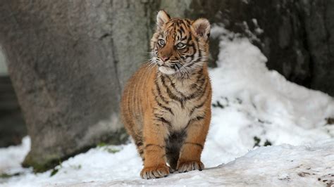 Tiger Cub In The Snow Hd Wallpaper Background Image 1920x1080 Id