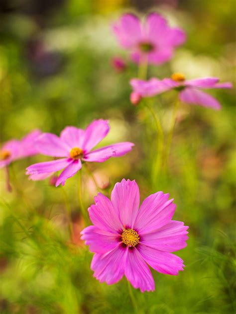 Five Easy Annuals From Seed Midwest Living