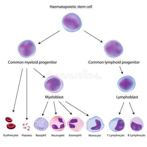 Stem Cells And Hematopoiesis Stock Vector Illustration Of Digital