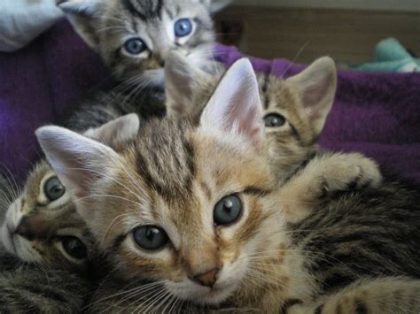 4 Brown Tabby Kitten Free Image Peakpx