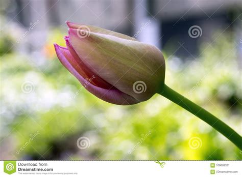 One Common Beautiful Spring Pink Tulip In Bloom In The Garden Stock