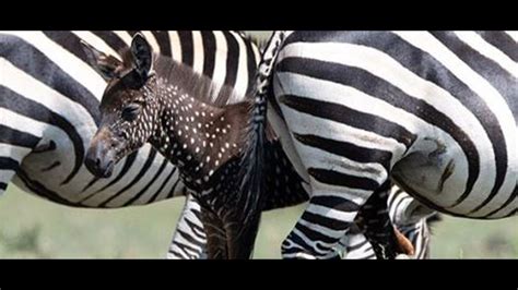 Photographer Captures Rare Spotted Zebra In Africa