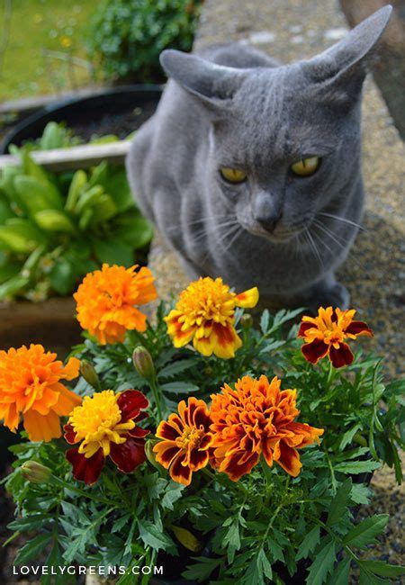In addition, some humans and animals have a sensitivity to the effects of a particular plant that other individuals lack. 5 Trendy Houseplants that are Toxic to Cats | Toxic plants ...